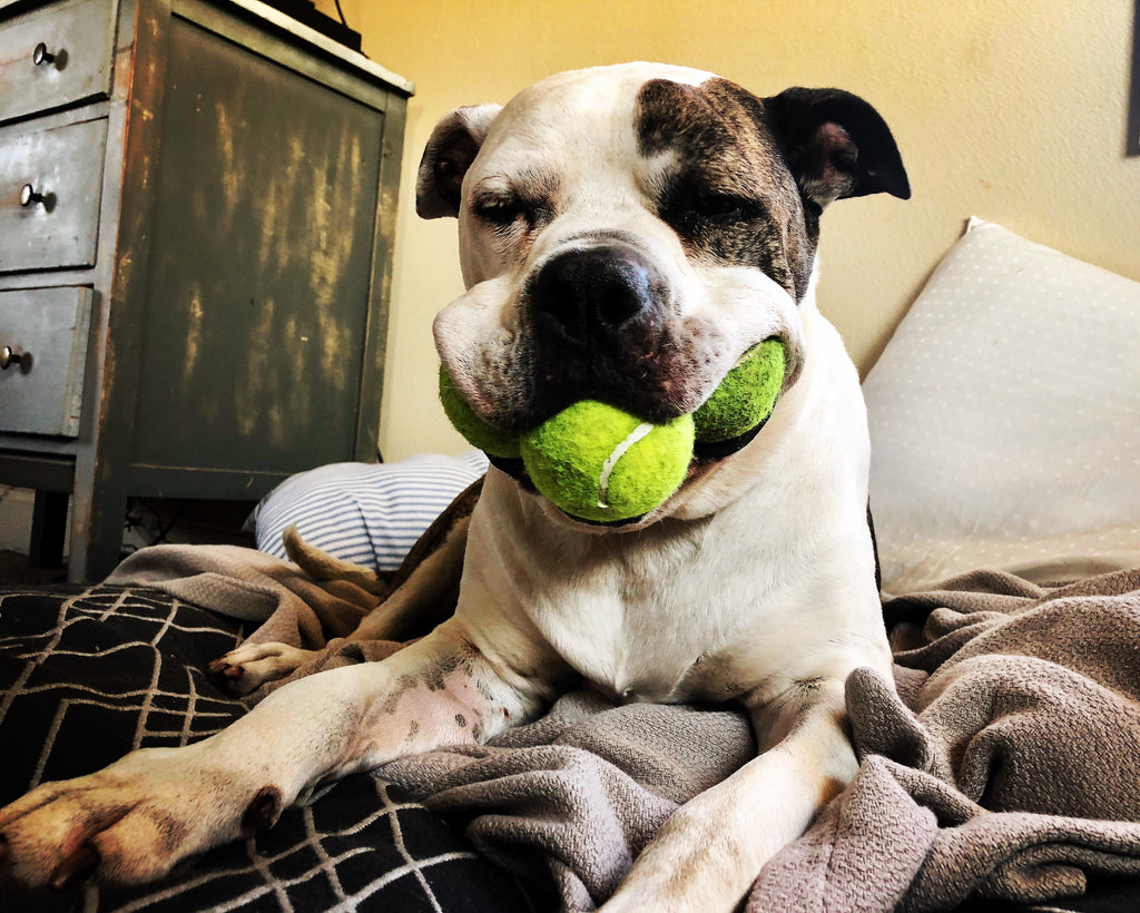 American Bulldog with three tennis balls in his mouth.